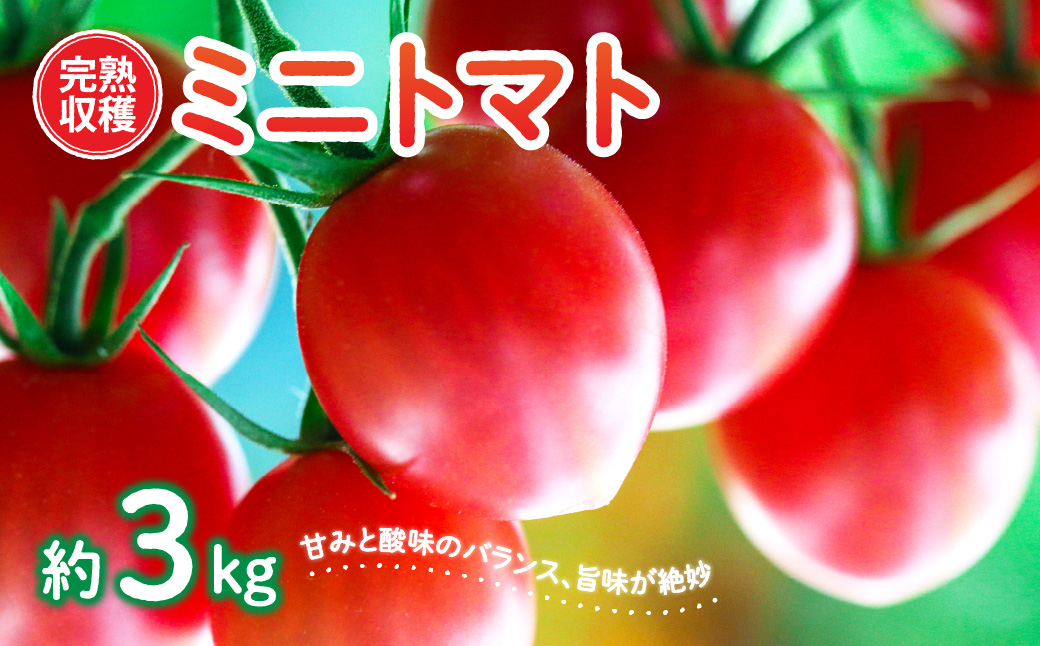 【甘みと酸味のバランス、旨みが絶妙な代表作】 八代市産 完熟収穫ミニトマト 約3kg 熊本県