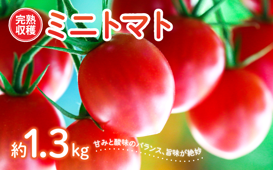 【甘みと酸味のバランス、旨みが絶妙な代表作】 八代市産 完熟収穫ミニトマト 約1.3kg 熊本県