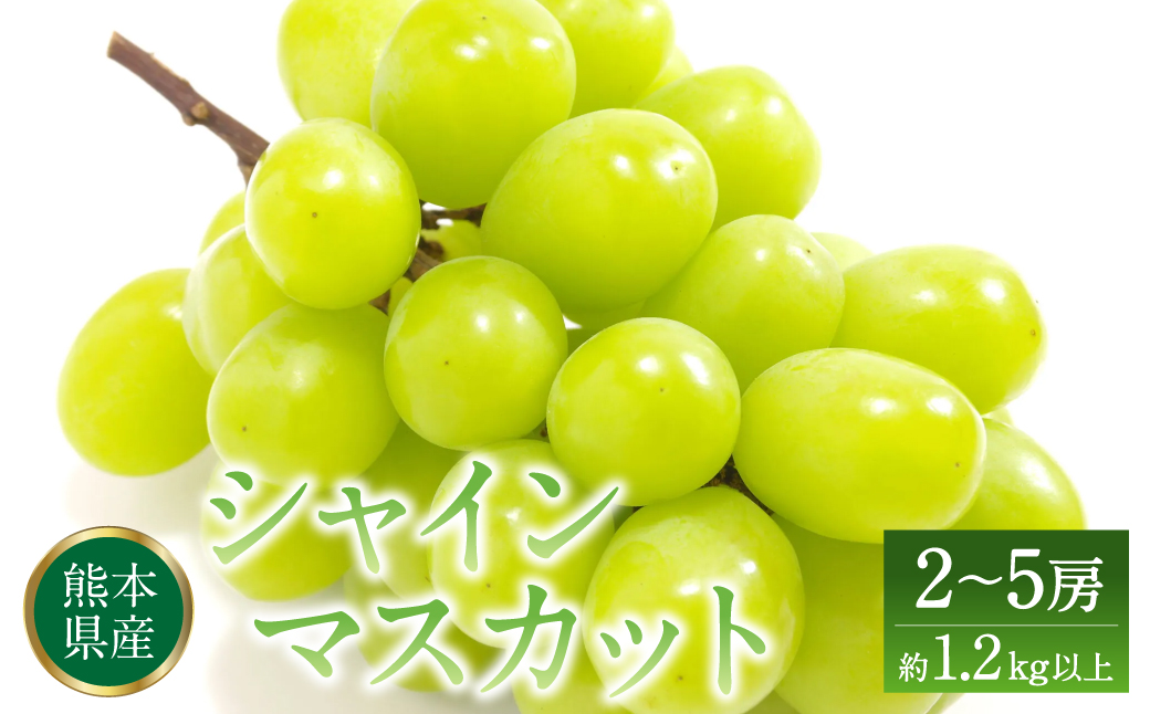 シャインマスカット 熊本県八代市産 2〜5房 約1.2kg 種無しぶどう ブドウ 葡萄 果物 くだもの たねなし 