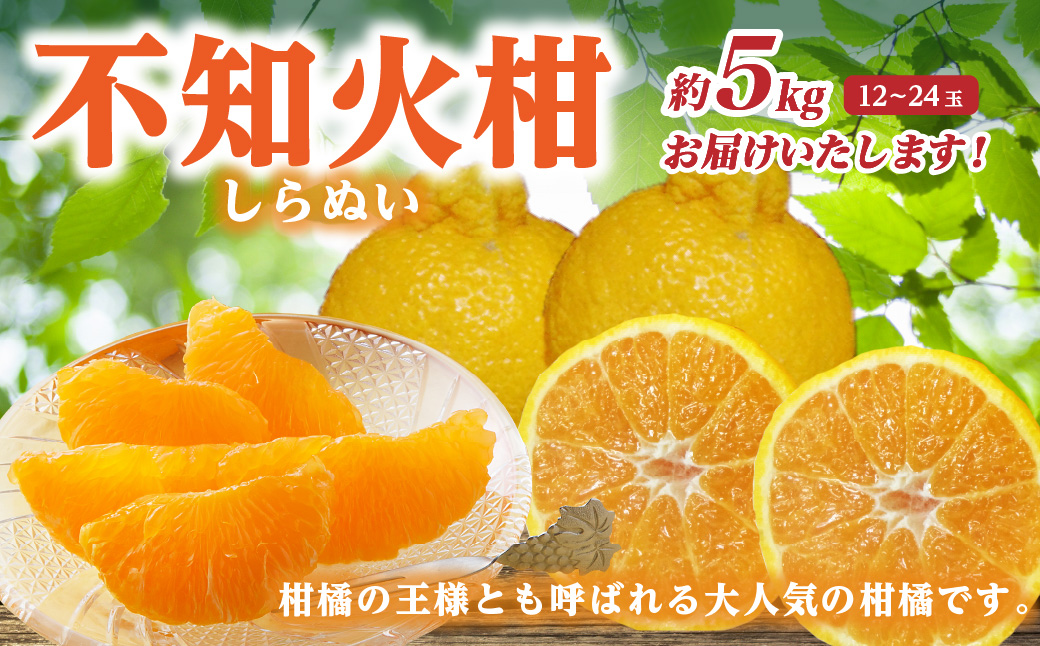 【先行予約】 不知火柑（デコポンと同品種） 約5kg 12～24玉 しらぬい 柑橘 【2025年1月下旬より順次発送】