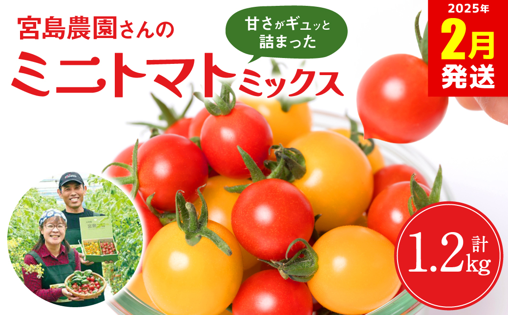 【2025年2月発送】八代市産 宮島農園 ミニトマト (ミックス)1.2kg とまと 野菜 赤トマト 黄色トマト