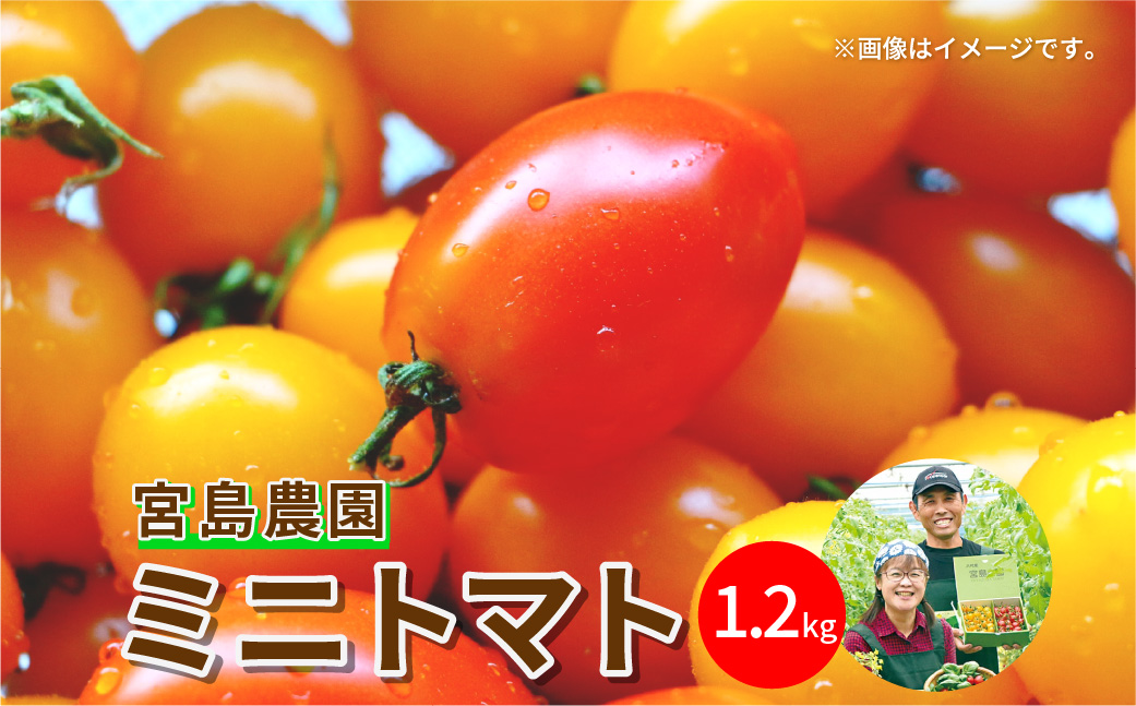 八代市産 宮島農園 ミニトマト (ミックス)1.2kg