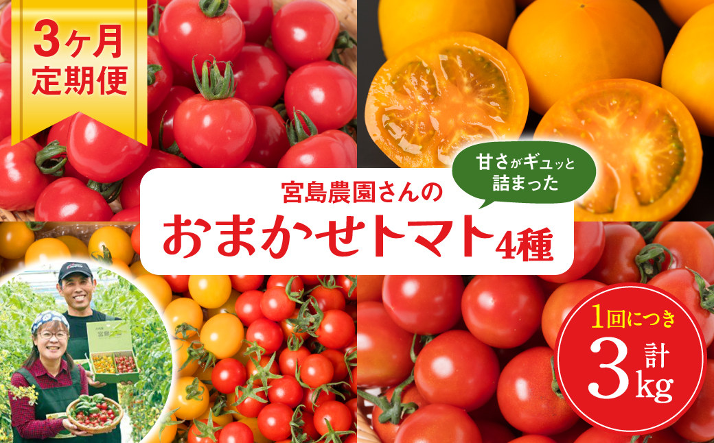 【定期便3回】おまかせトマト4種 3kg×3回 計9kg 八代市産 宮島農園 とまと 野菜