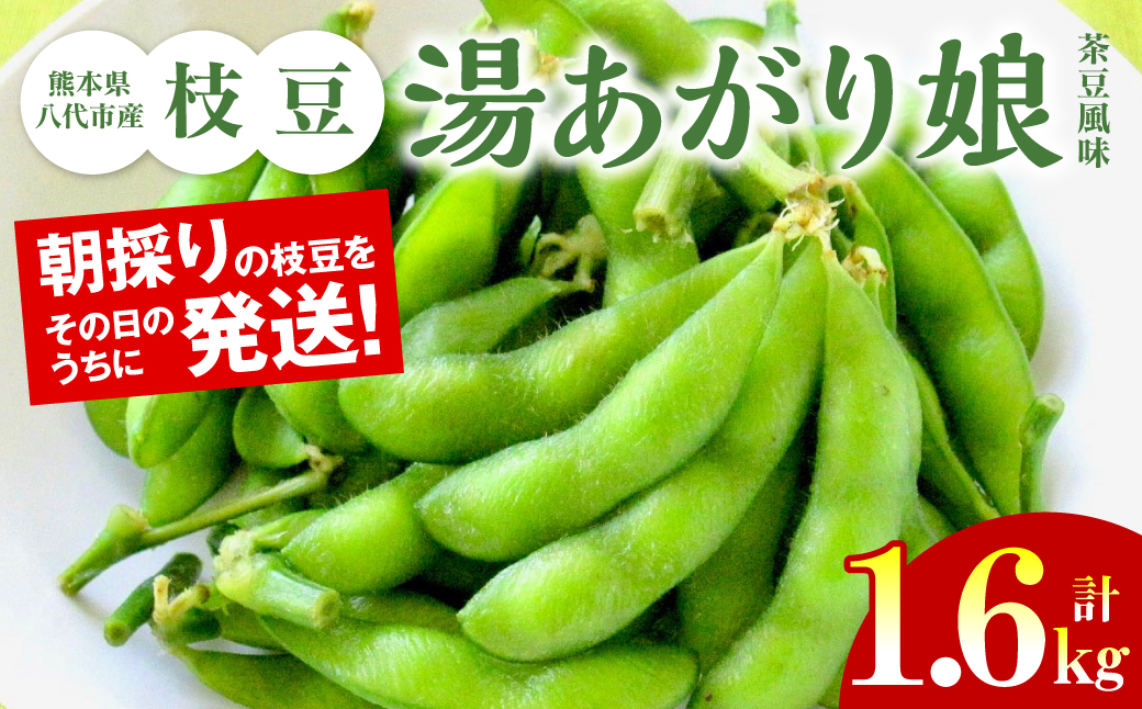 熊本県八代市産枝豆 [湯あがり娘（茶豆風味）] 1.6kg