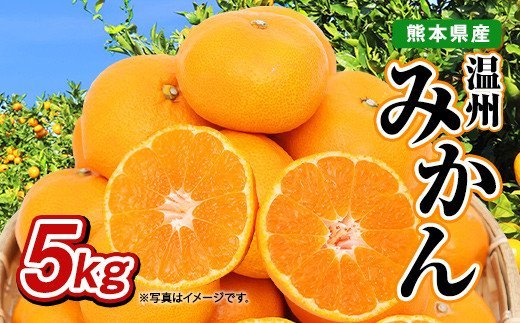 【先行予約】熊本県産 温州みかん 5kg 果物 柑橘 みかん
