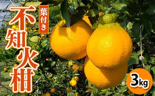 【先行予約】熊本県産 葉付き不知火柑 3? 果物 柑橘 しらぬい