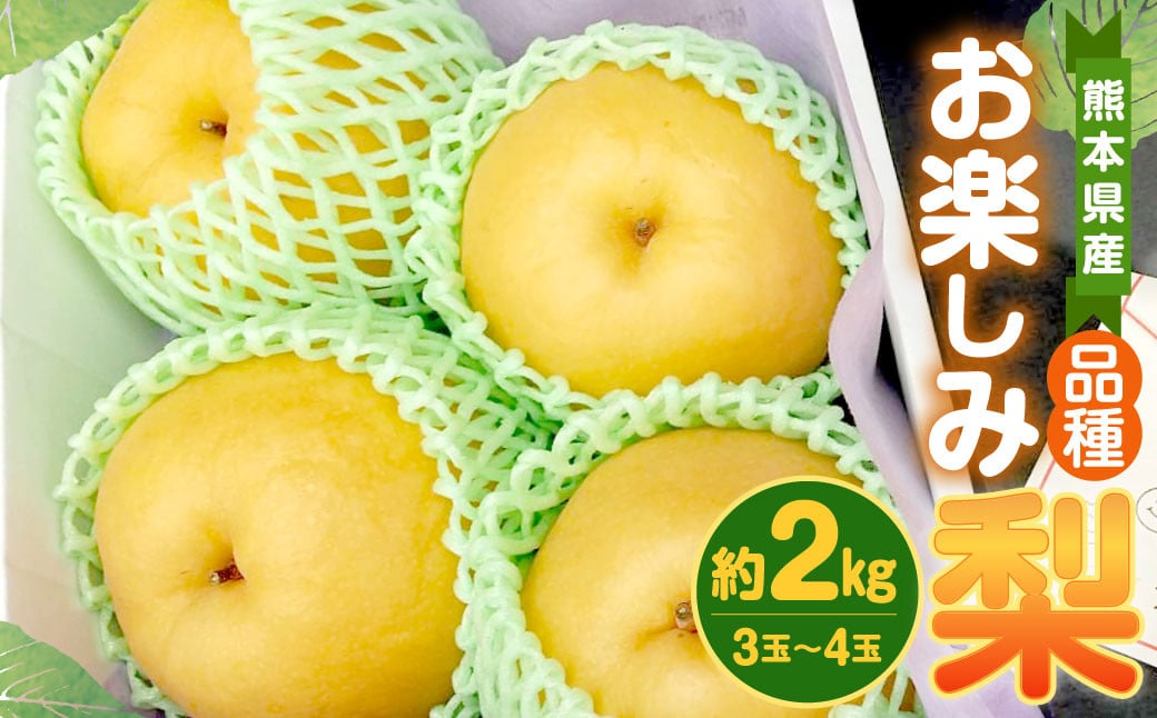 品種お楽しみ 熊本県産 梨 約2kg (3玉～4玉) フルーツ 果物｜ふるラボ