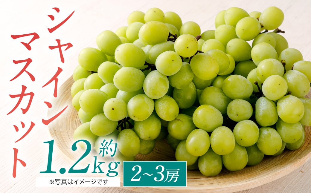 8月6日収穫予定　岡山県産シャインマスカット　2kg