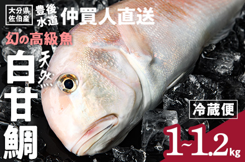 白甘鯛 幻の 高級魚 (1尾・1-1.2kg) 魚 鮮魚 甘鯛 冷蔵 シロ アマダイ 鯛 高級 大分県 佐伯市 【FZ007】【波平食堂】