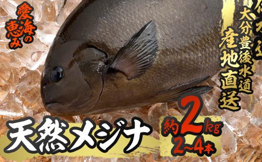 天然 メジナ (約2kg・計2-4枚) 直送 産直 漁師 魚 鮮魚 天然 メジナ グレ 寒グレ 目近魚 白身魚 獲れたて 刺身 煮つけ 塩焼き 冷蔵 豊後水道 大分県 佐伯市 愛海の恵み【CS11】【 (有)丸昌水産】