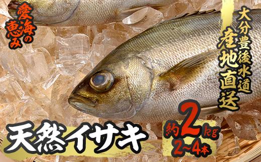 天然 イサキ (約2kg・計2-4本) 直送 産直 漁師 魚 鮮魚 天然 イサキ 鶏魚 白身魚 獲れたて 刺身 煮つけ 塩焼き 冷蔵 豊後水道 大分県 佐伯市 愛海の恵み【CS07】【 (有)丸昌水産】