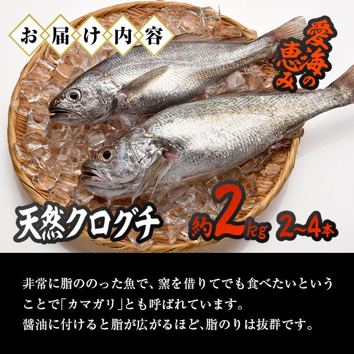 天然 クログチ (約2kg・計2-4本) 直送 産直 漁師 魚 鮮魚 天然