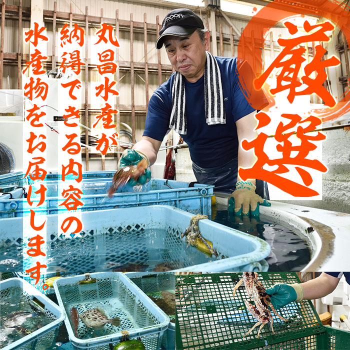 天然 鮮魚詰め合わせ (合計約2.8-3.2kg・3種以上) 直送 産直 漁師 魚