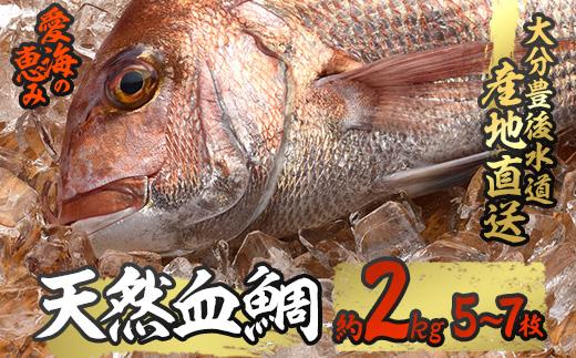 天然 血鯛 (約2kg・計5-7枚) 直送 産直 漁師 魚 鮮魚 天然 チダイ 鯛 白身魚 獲れたて 刺身 煮つけ 塩焼き 冷蔵 豊後水道 鮮魚 大分県 佐伯市【CS03】【 (有)丸昌水産】