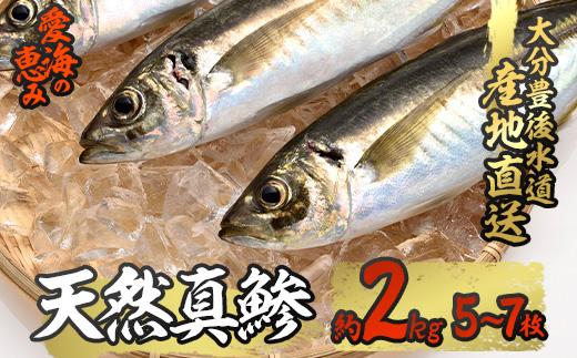 天然 真鯵 (約2kg・計5-7本) 直送 産直 漁師 魚 鮮魚 天然 アジ 鯵 青魚 獲れたて 刺身 煮つけ 塩焼き 冷蔵 豊後水道 鮮魚 大分県 佐伯市【CS04】【 (有)丸昌水産】