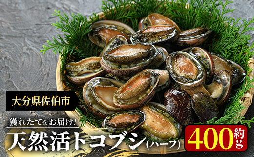 天然活きトコブシ (約400g・ハーフサイズ) 魚介 貝 トコブシ とこぶし 網焼き バター焼き バーベキュー 獲れたて 冷蔵 海の直売所 大分県 佐伯市【AS107】【海べ (株)】