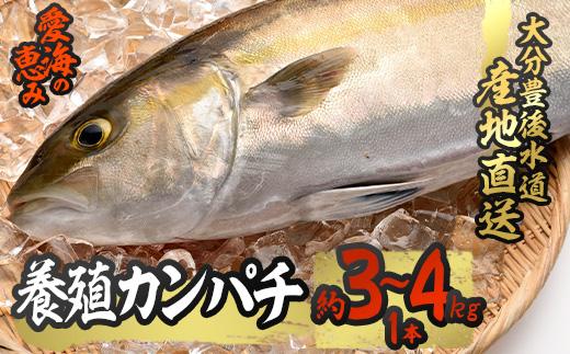 養殖 カンパチ (約3-4kg・1本) 直送 産直 漁師 魚 鮮魚 養殖 カンパチ 間八 白身魚 獲れたて 刺身 煮つけ 唐揚げ 塩焼き 冷蔵 豊後水道 大分県 佐伯市 愛海の恵み【CS23】【 (有)丸昌水産】