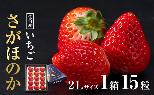 ＜先行予約受付中！2025年1月より順次発送予定＞＜数量限定＞ 佐伯産 いちご さがほのか (2Lサイズ計15粒・1箱) 大分県産 イチゴ 苺 果物 フルーツ デザート スイーツ 甘い 大分県 佐伯市【BS64】【大分県農業協同組合 南部エリア (佐伯)】