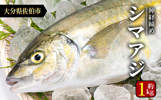 鮮魚 シマアジ (1本・約1kg) 鯵 アジ あじ しまあじ 神経締め 獲れたて 海鮮 まるごと 刺身 塩焼き 冷蔵 海の直売所 大分県 佐伯市【AS87】【海べ (株)】