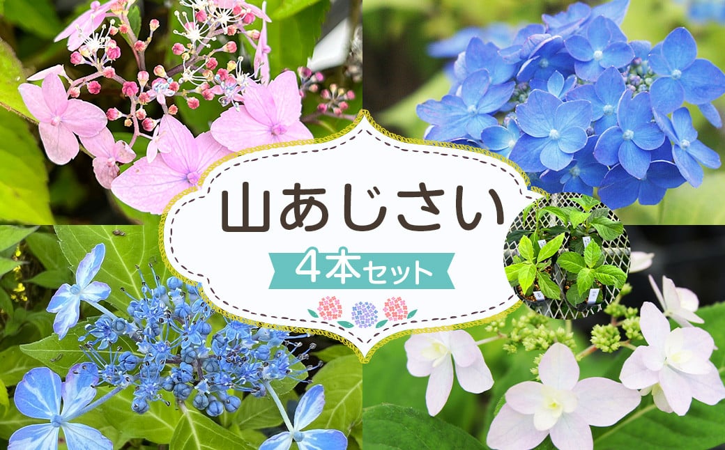 [山あじさい 4本セット]2024年10月上旬〜2025年6月下旬迄に順次出荷