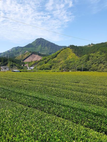 ひむかのお茶500ml×18本｜ふるラボ