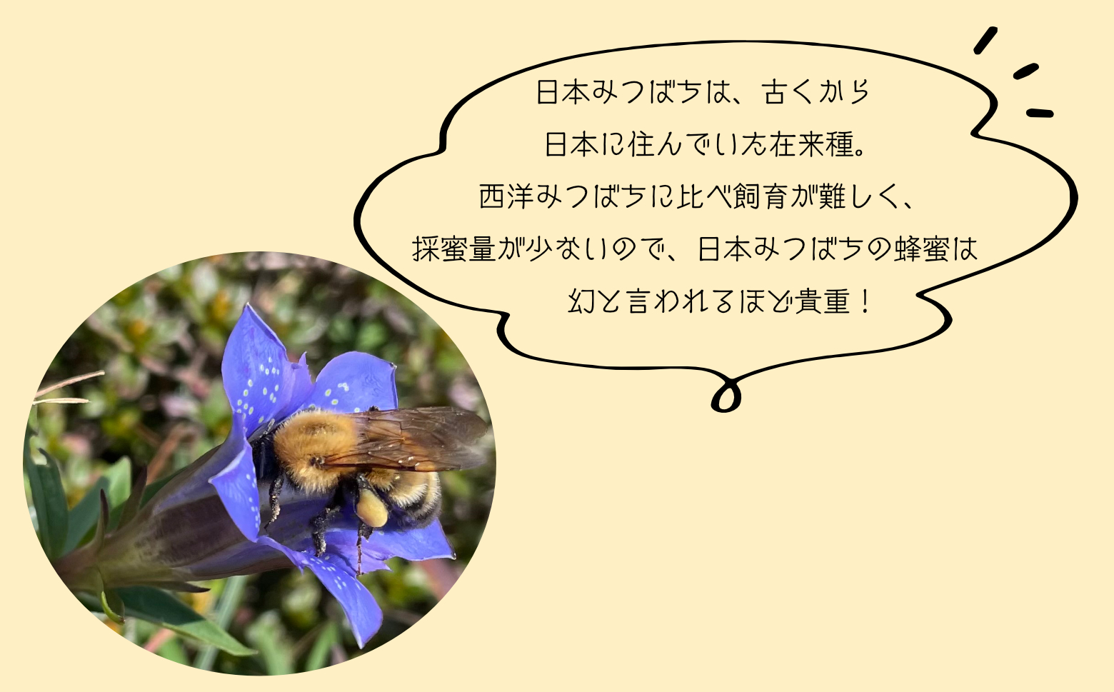 春新作の 幻の日本ミツバチのハチミツ,味比べ2種類 300g 4個セット ...