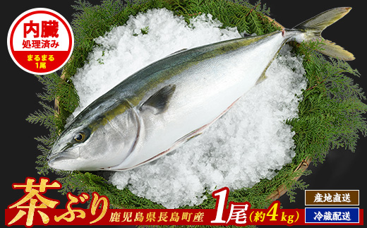 茶ぶり ラウンド（約4kg・内臓処理済） ぶり 柵 刺身 ブリ 切り身 鰤 1本 鮮魚 下処理済み 鮮魚 1匹 刺身 ぶりしゃぶ ぶりかま 【ウスイ】usui-6120