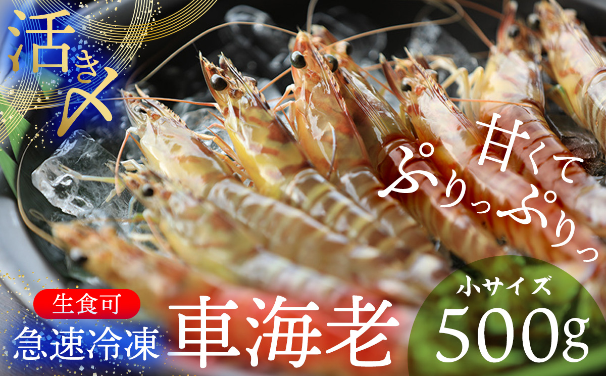 [久米総合開発]活き〆急速冷凍 久米島ブランド車海老 小サイズ 500g 海の幸 海鮮 車えび クルマエビ くるまえび 高級 食材 生食 刺身 鮮度抜群 プリプリ 甘み 旨味 ギフト グルメ お祝い 贈答品 贈り物 お取り寄せ 土産