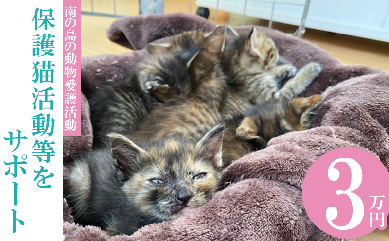 【南の島の動物愛護活動】保護猫活動等をサポート（3万円）