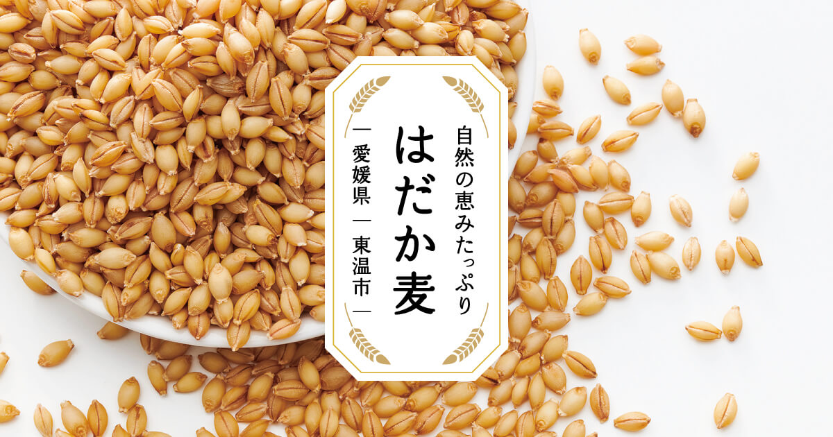 黄金色に輝く麦畑！｜愛媛県が誇る穀物「はだか麦」
